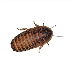 Small dubia roaches for sale  Delivered anywhere in UK