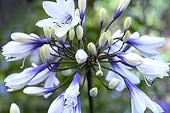 Agapanthus twister 9cm for sale  Delivered anywhere in UK