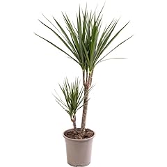 Dragon tree large for sale  Delivered anywhere in UK