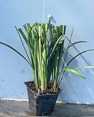 Generic super blue for sale  Delivered anywhere in USA 