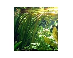 Lot vallisneria gigantea d'occasion  Livré partout en France