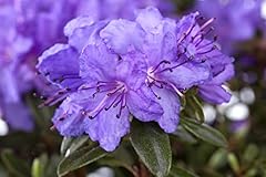 Rhododendron impeditum saint gebraucht kaufen  Wird an jeden Ort in Deutschland