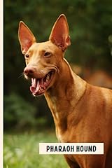 Pharaoh hound funny for sale  Delivered anywhere in USA 