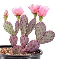 Opuntia basilaris baby for sale  Delivered anywhere in USA 