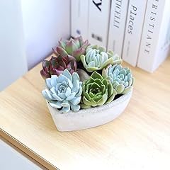 Live succulent plants for sale  Delivered anywhere in USA 