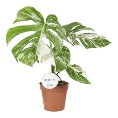 Trendyplants special monstera gebraucht kaufen  Wird an jeden Ort in Deutschland