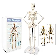 Mini human skeleton for sale  Delivered anywhere in UK