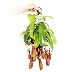 Carnivorous plant nepenthes for sale  Delivered anywhere in UK