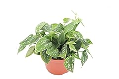 Satin pothos scindapsus for sale  Delivered anywhere in USA 
