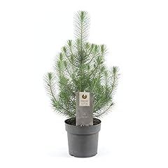 Pinus pinea silver gebraucht kaufen  Wird an jeden Ort in Deutschland
