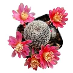 Live rebutia cactus for sale  Delivered anywhere in USA 