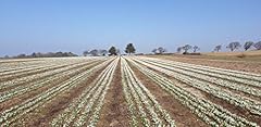 100 double snowdrop for sale  Delivered anywhere in UK