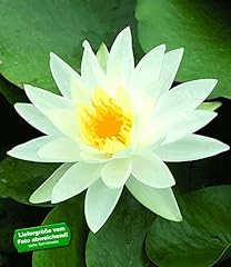 Baldur garten seerose gebraucht kaufen  Wird an jeden Ort in Deutschland