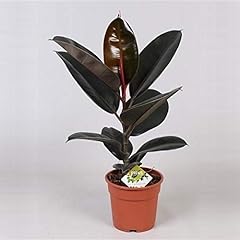 Gummibaum ficus elastica gebraucht kaufen  Wird an jeden Ort in Deutschland