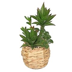 Large succulents plants for sale  Delivered anywhere in USA 