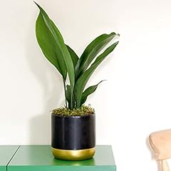 Aspidistra elatior house for sale  Delivered anywhere in UK