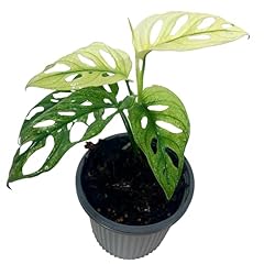 Leal plants ecuador for sale  Delivered anywhere in USA 