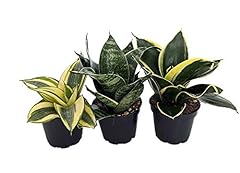 Birdsnest snake plant for sale  Delivered anywhere in USA 