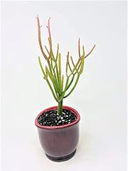 Euphorbia tirucalli pencil for sale  Delivered anywhere in USA 