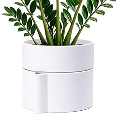 Phoenix vine inch for sale  Delivered anywhere in USA 