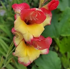 Gladiolenzwiebeln gladiolus pr gebraucht kaufen  Wird an jeden Ort in Deutschland