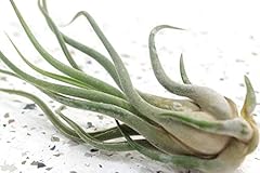 Tillandsia air plantes d'occasion  Livré partout en France