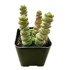 Sprout green crassula for sale  Delivered anywhere in USA 