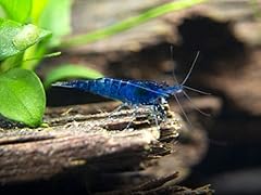 Aquatic arts live for sale  Delivered anywhere in USA 