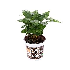 Coffee arabica plant for sale  Delivered anywhere in Ireland