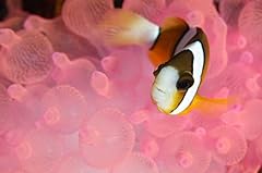 Clarks anemonefish pink for sale  Delivered anywhere in USA 