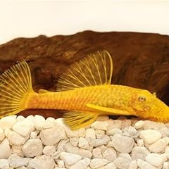 Gold bristlenose pleco for sale  Delivered anywhere in USA 