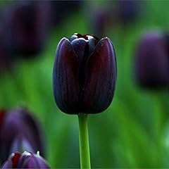 Pièces graine tulipes d'occasion  Livré partout en France