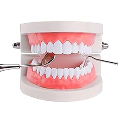 Standard teeth model for sale  Delivered anywhere in USA 