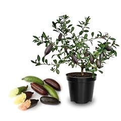Green finger lime for sale  Delivered anywhere in USA 