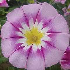 Morning glory ensign for sale  Delivered anywhere in UK