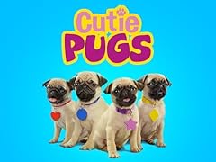 Cutie pugs for sale  Delivered anywhere in UK