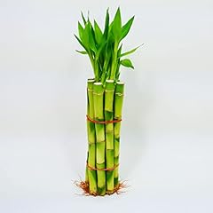 Bamboo stalks shoots for sale  Delivered anywhere in USA 