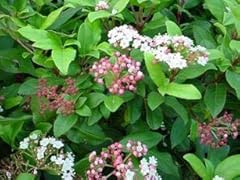 Large viburnum tinus for sale  Delivered anywhere in UK