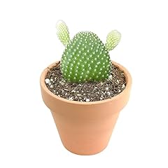 Opuntia microdasys bunny for sale  Delivered anywhere in USA 