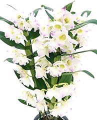 Powers flowers dendrobium usato  Spedito ovunque in Italia 