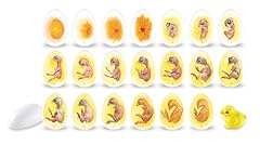 Learning resources chick for sale  Delivered anywhere in USA 