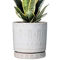 Eightpot pot plants for sale  Delivered anywhere in USA 