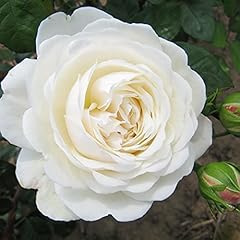 Tranquillity 5.5lt potted for sale  Delivered anywhere in UK