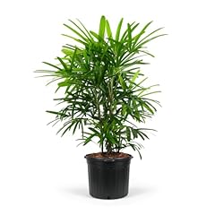 Lady palm rhapis for sale  Delivered anywhere in USA 