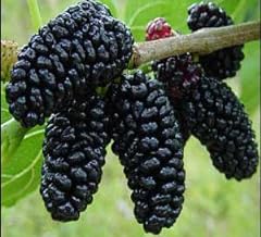 Superberry black mulberry for sale  Delivered anywhere in USA 