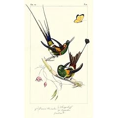 Artdirect lemaire hummingbirds for sale  Delivered anywhere in USA 