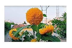 Stk 15x sonnenblume gebraucht kaufen  Wird an jeden Ort in Deutschland
