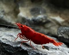 Red cherry shrimp for sale  Delivered anywhere in UK