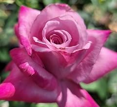 Cherie roses fragrant for sale  Delivered anywhere in USA 