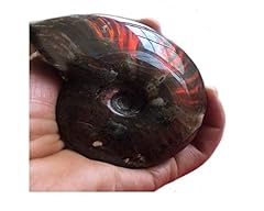 Rainbow ammonite conch for sale  Delivered anywhere in USA 